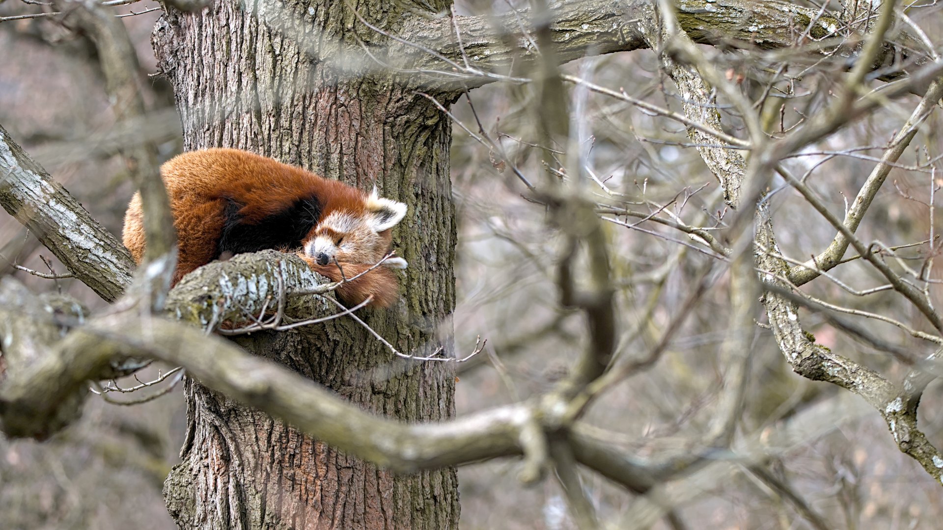 Red panda