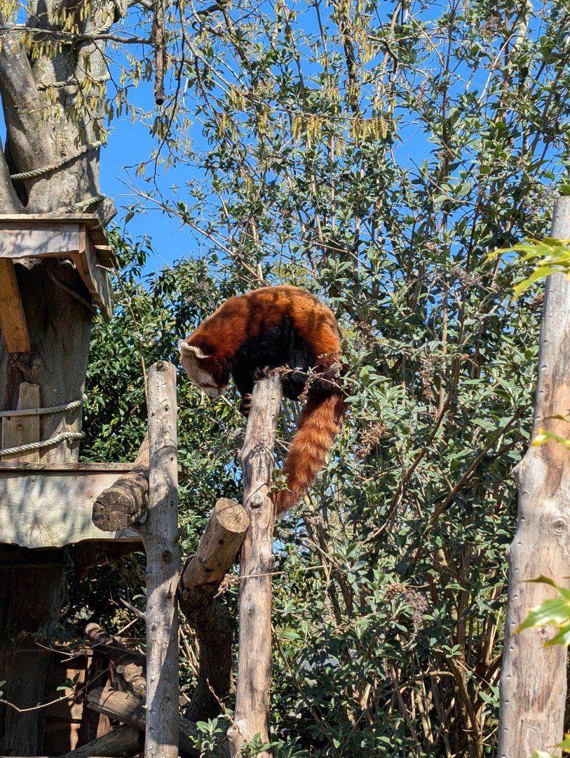 Red Panda