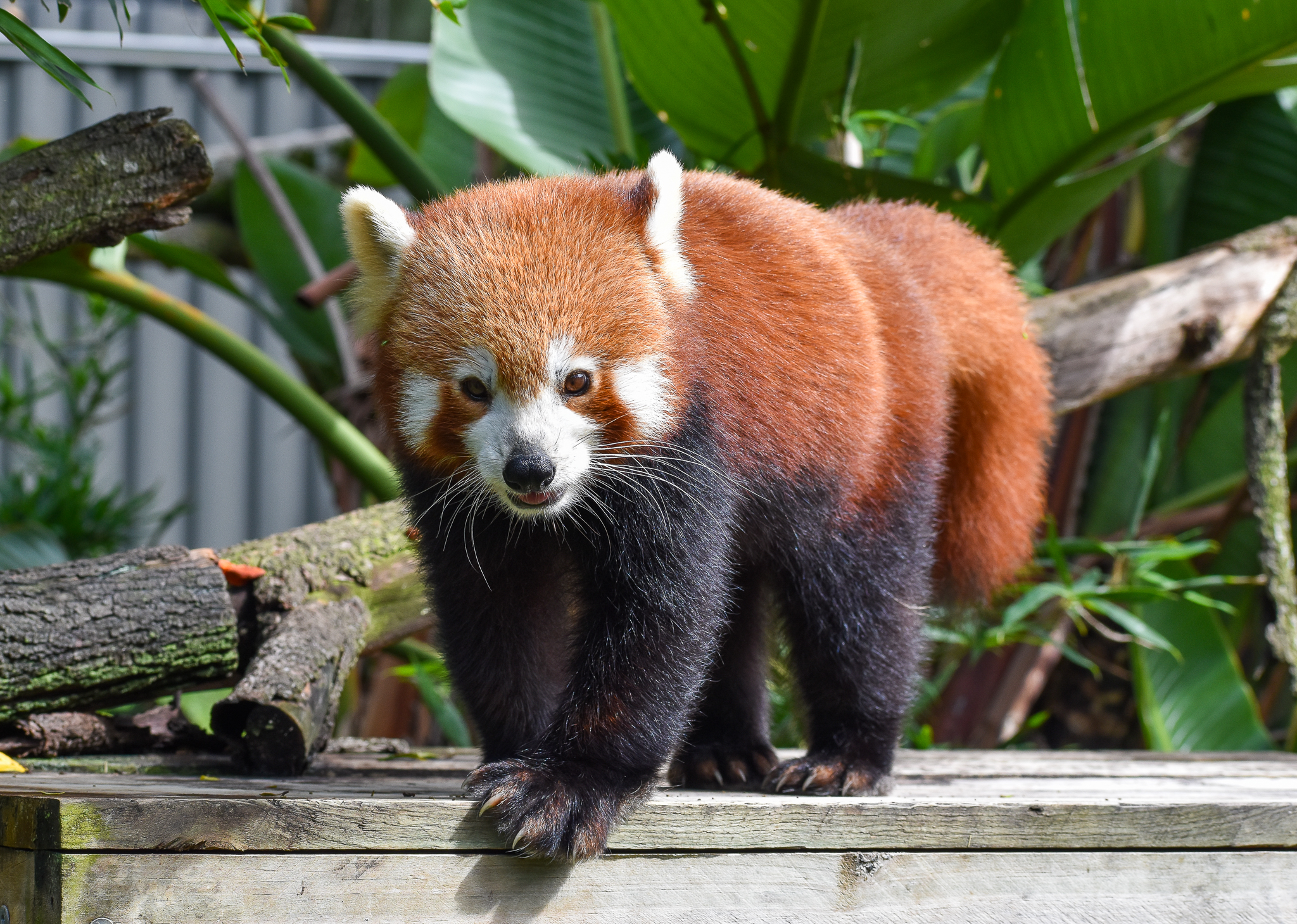 Red Panda