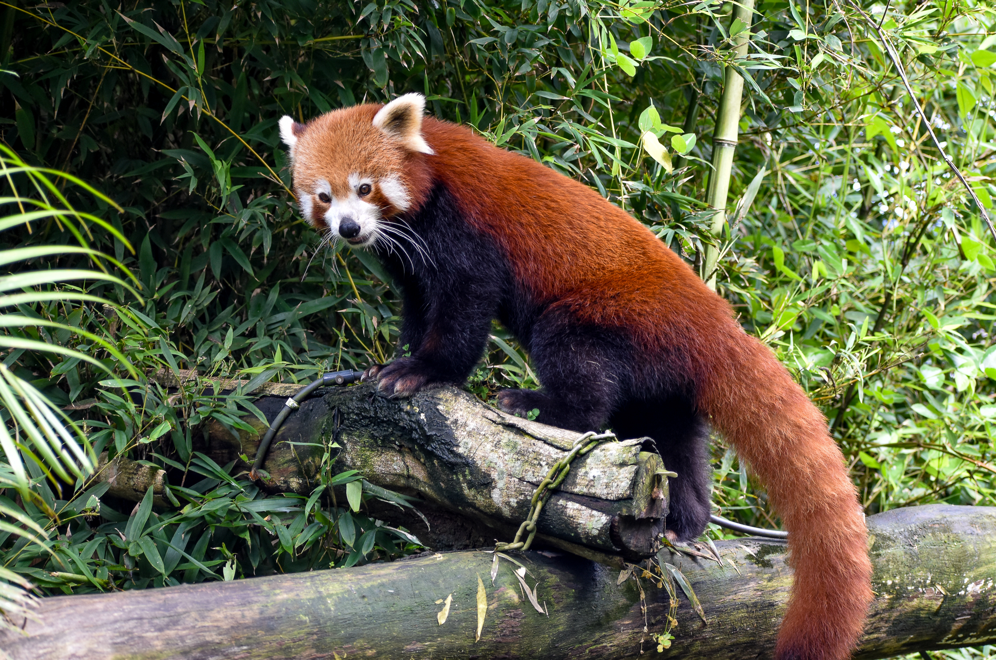 Red Panda