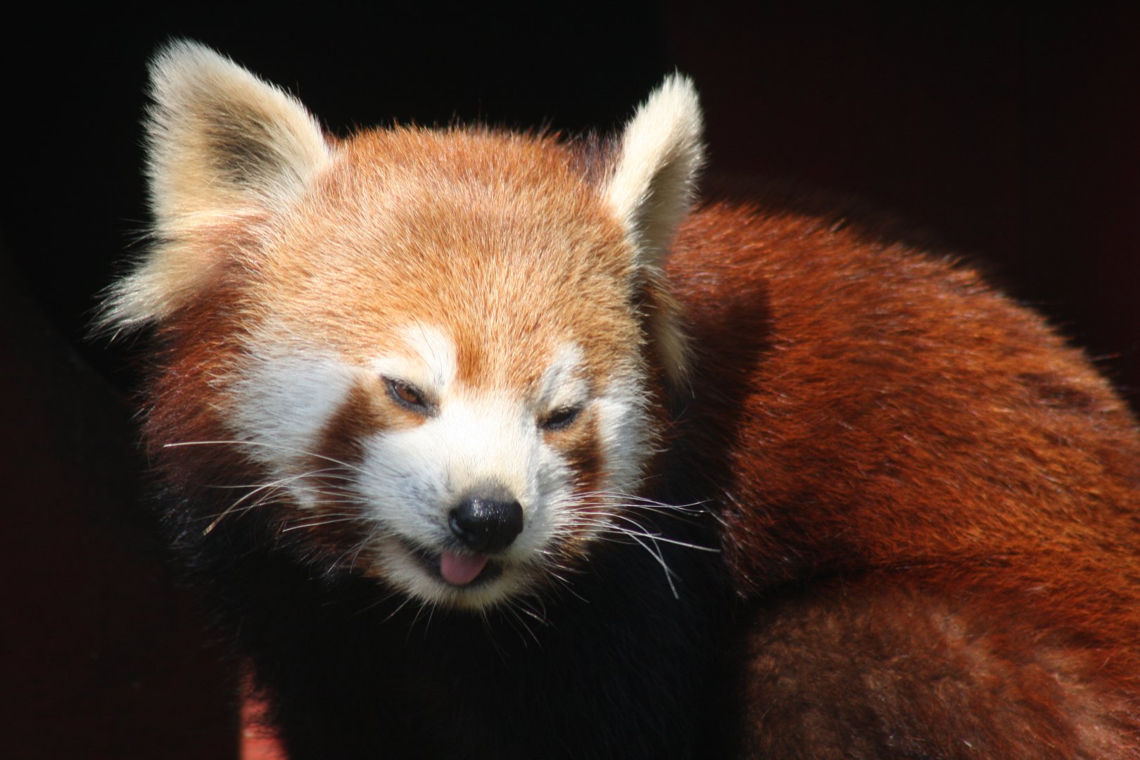 Red Panda