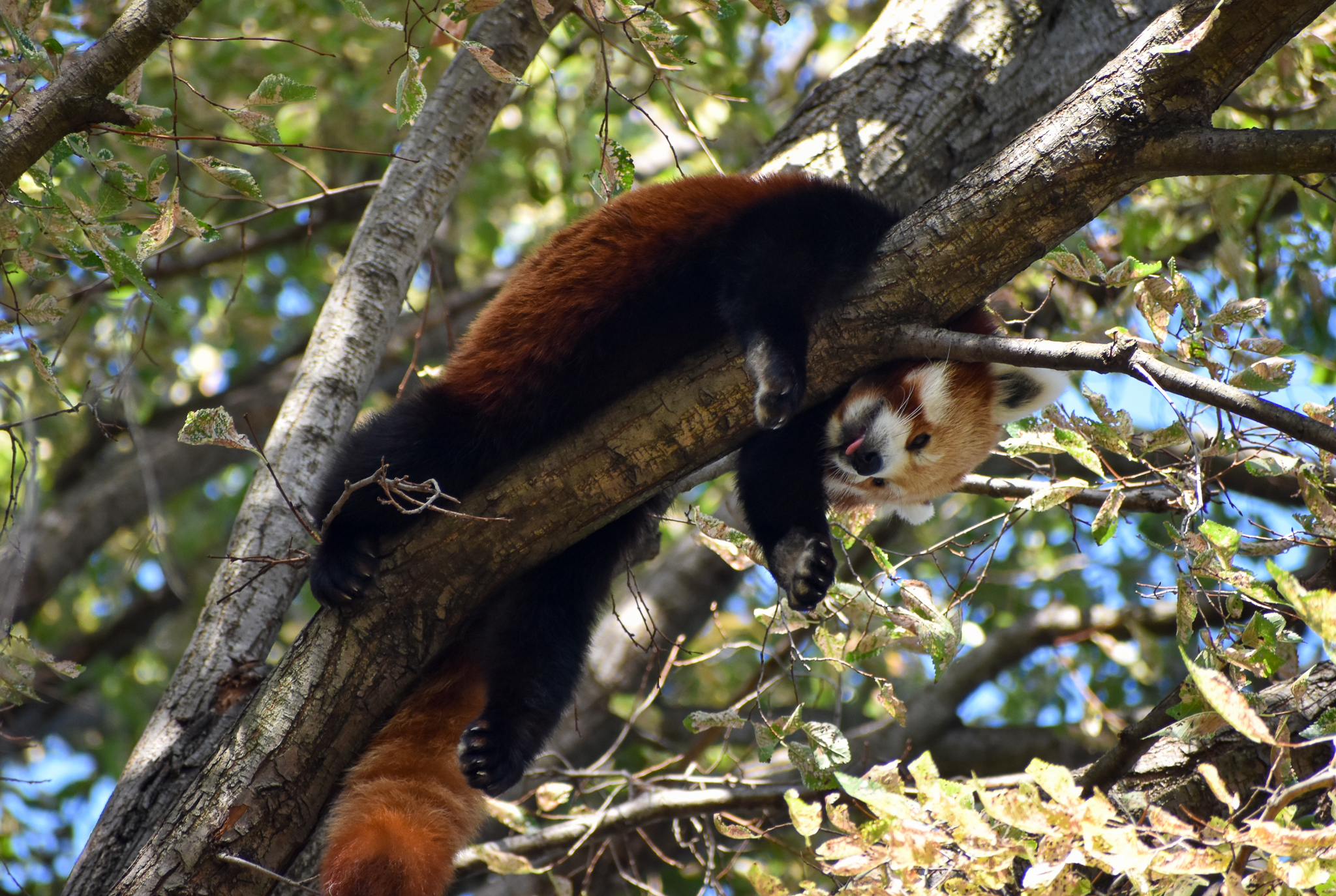 Red Panda