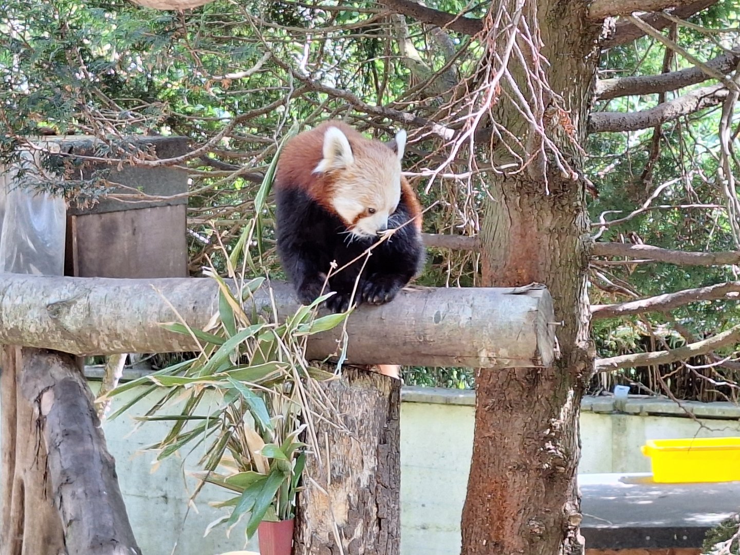 Red Panda