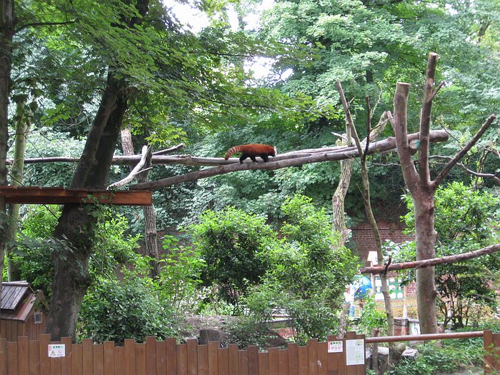 Red Panda