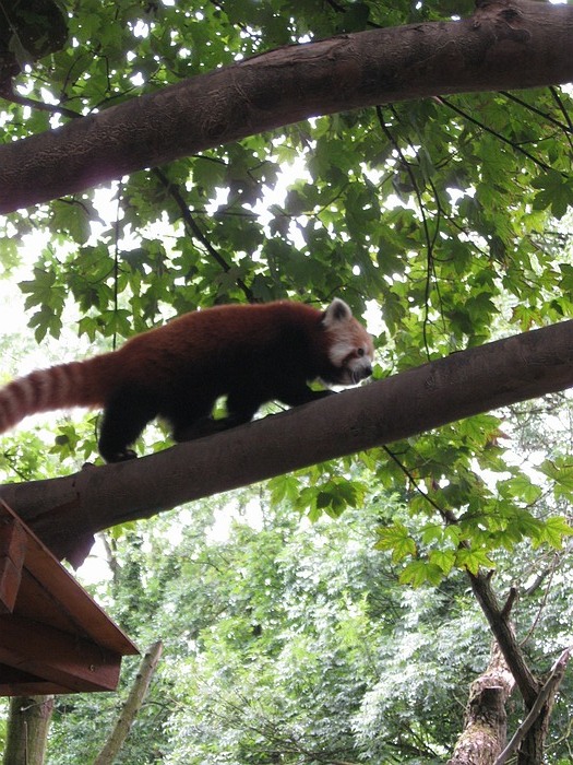 Red Panda
