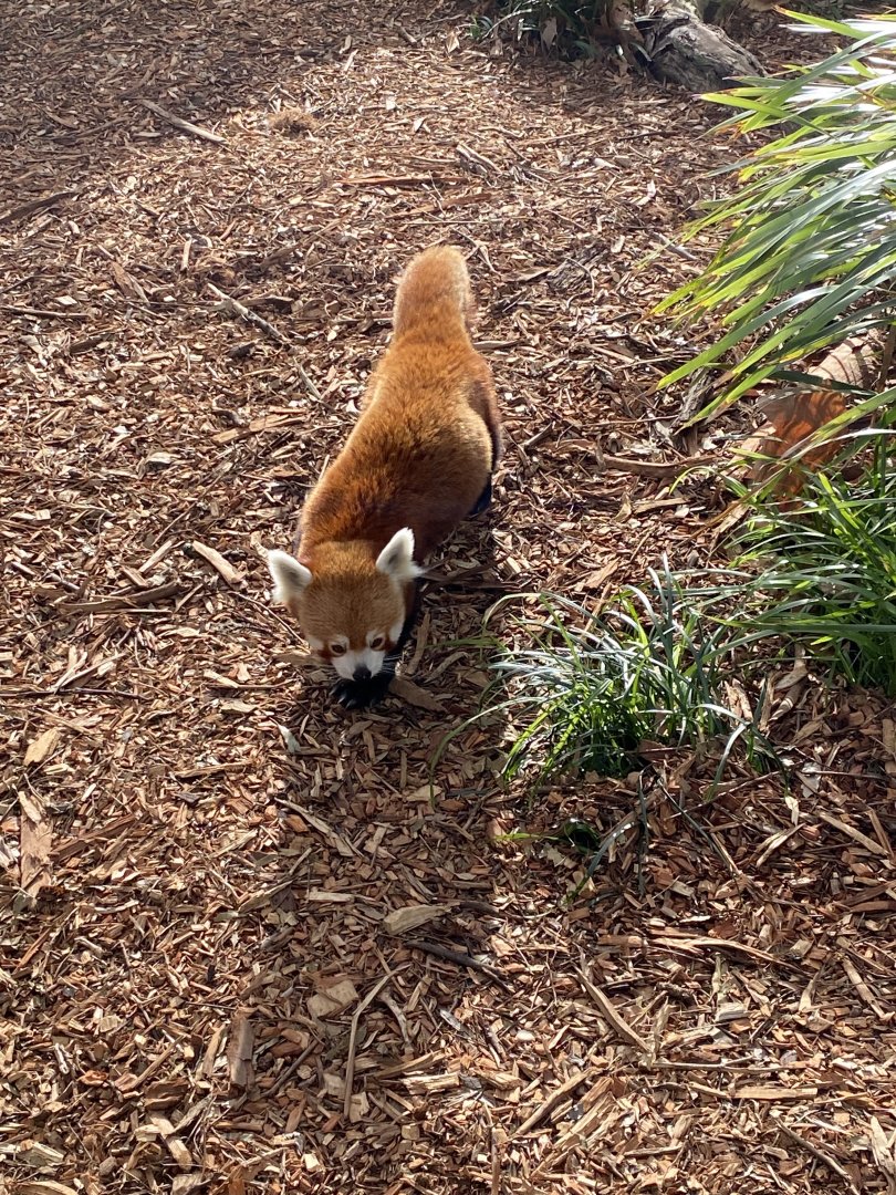 Red Panda