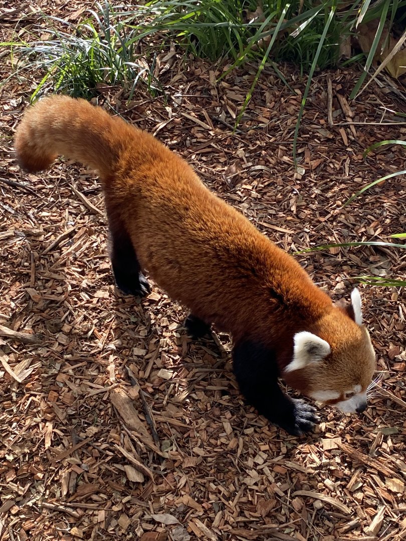 Red Panda