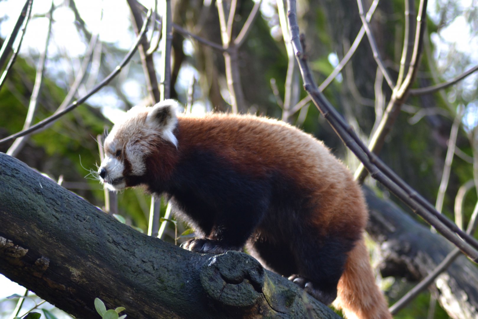 Red panda