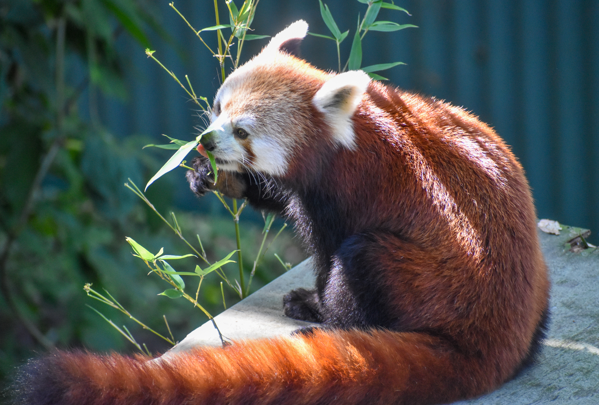 Red Panda