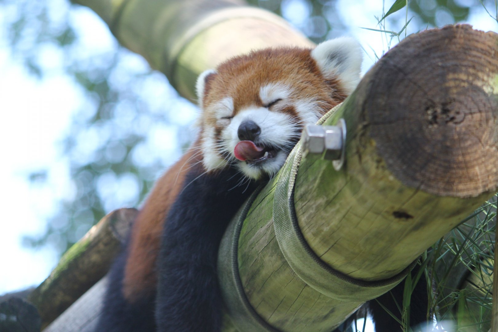 Red Panda