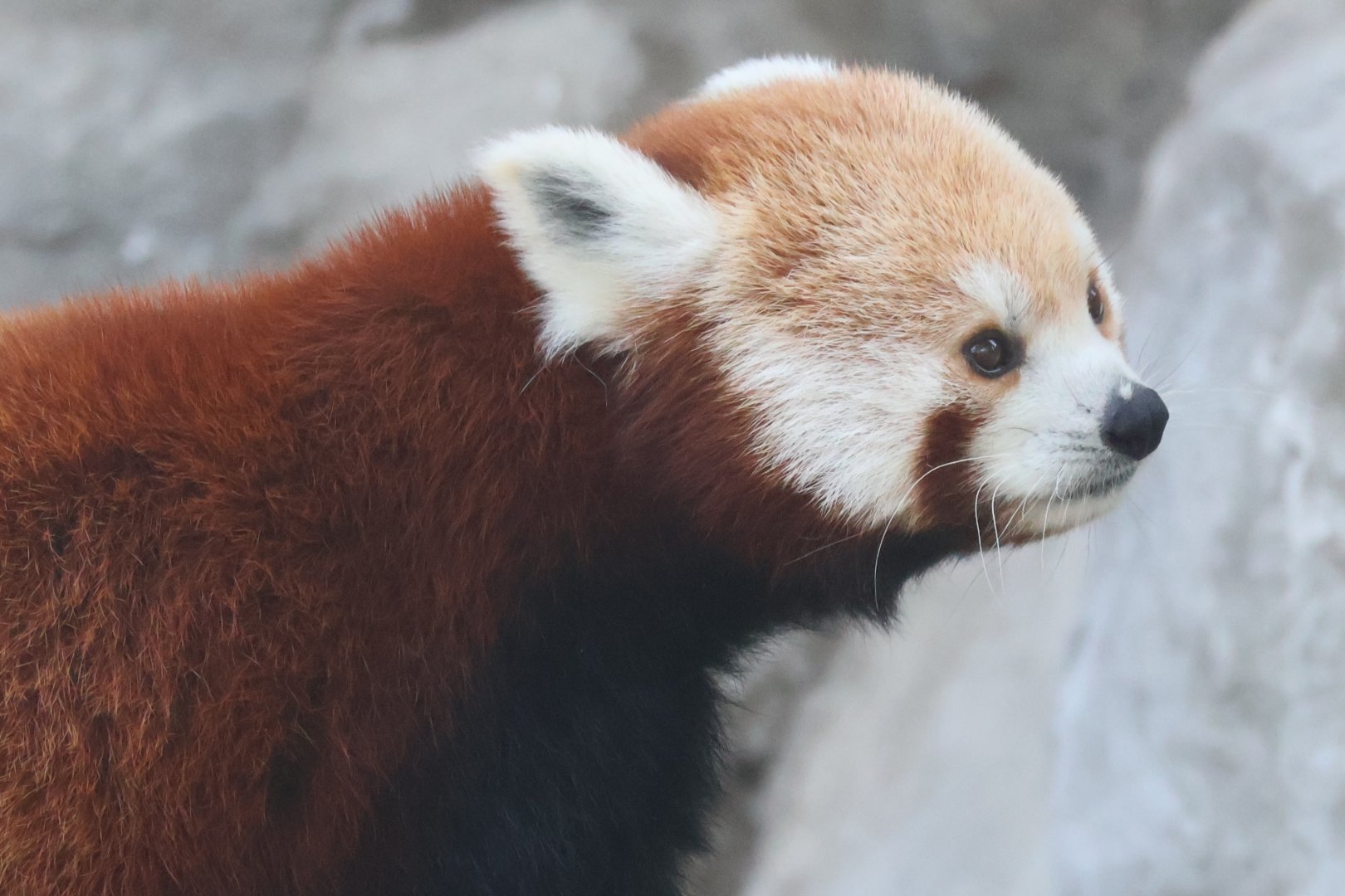 Red panda