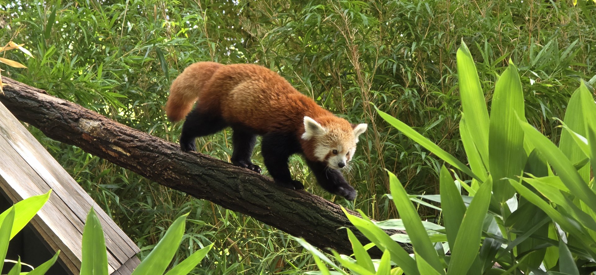 Red panda