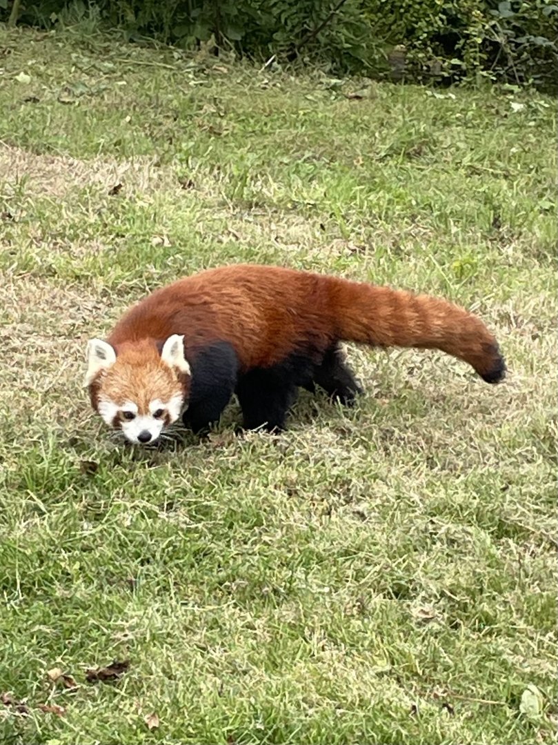 Red Panda