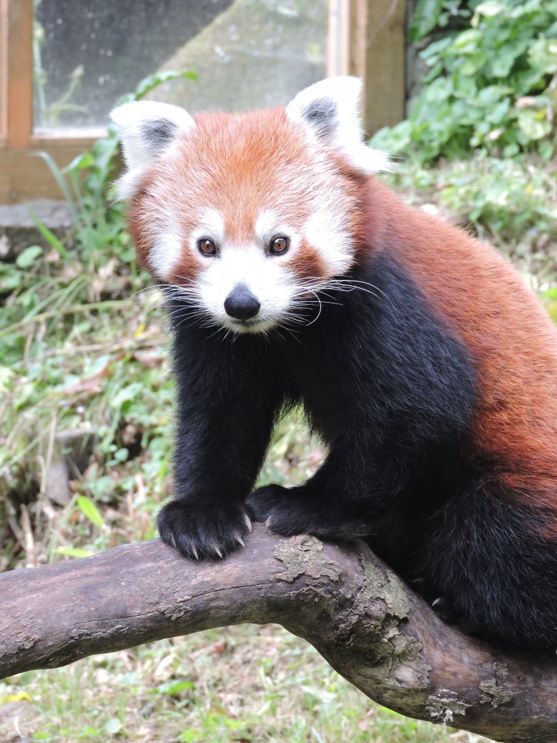 Red Panda