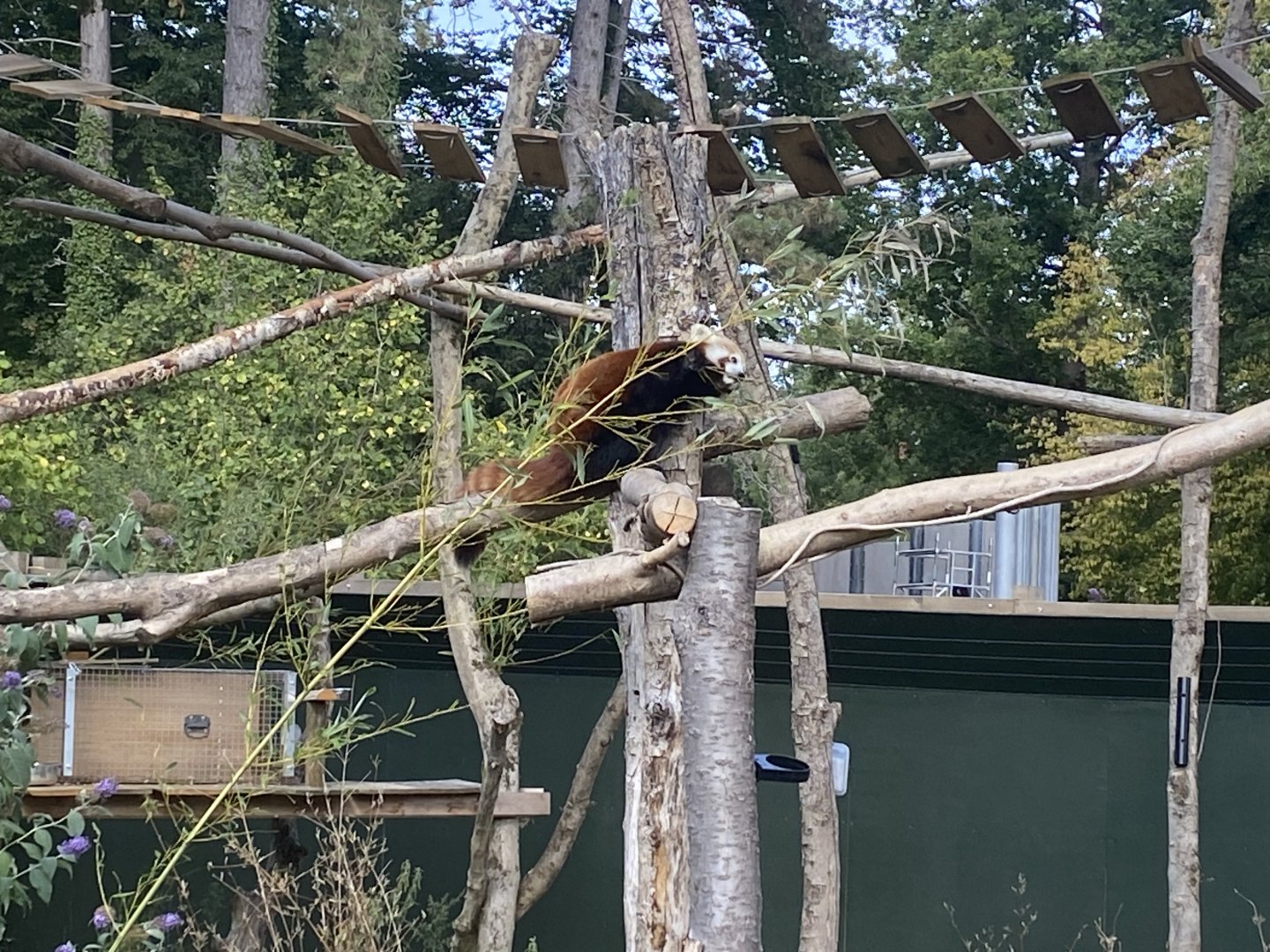Red panda