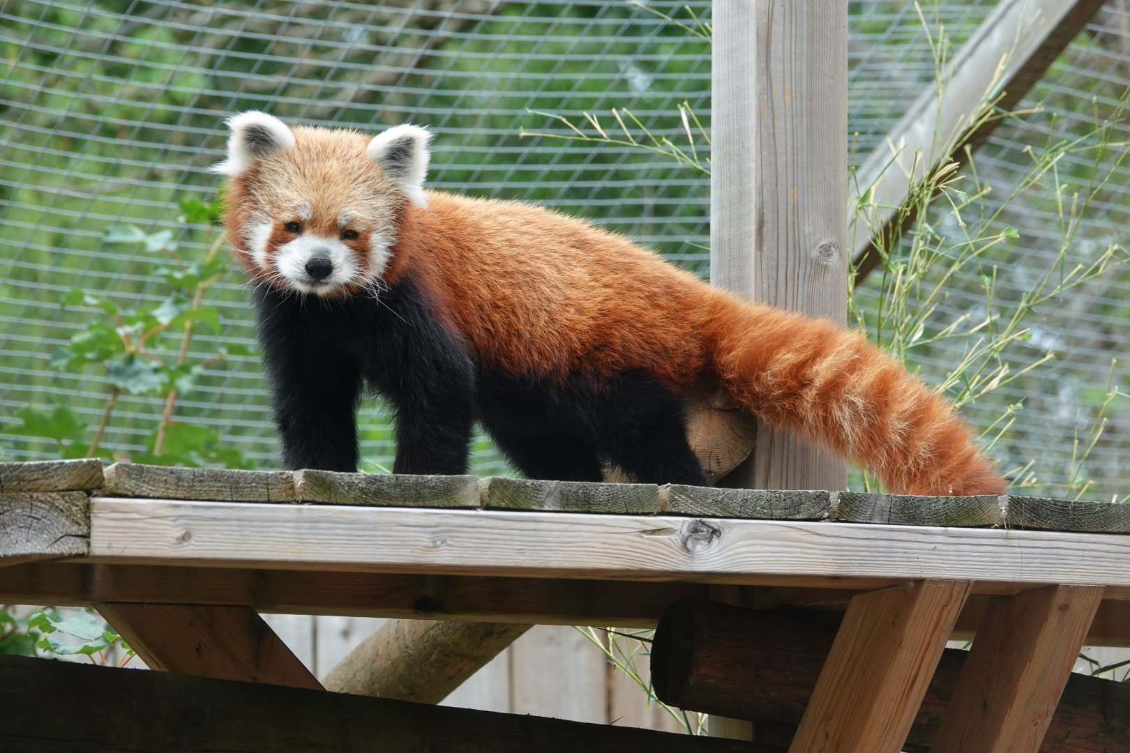 Red panda
