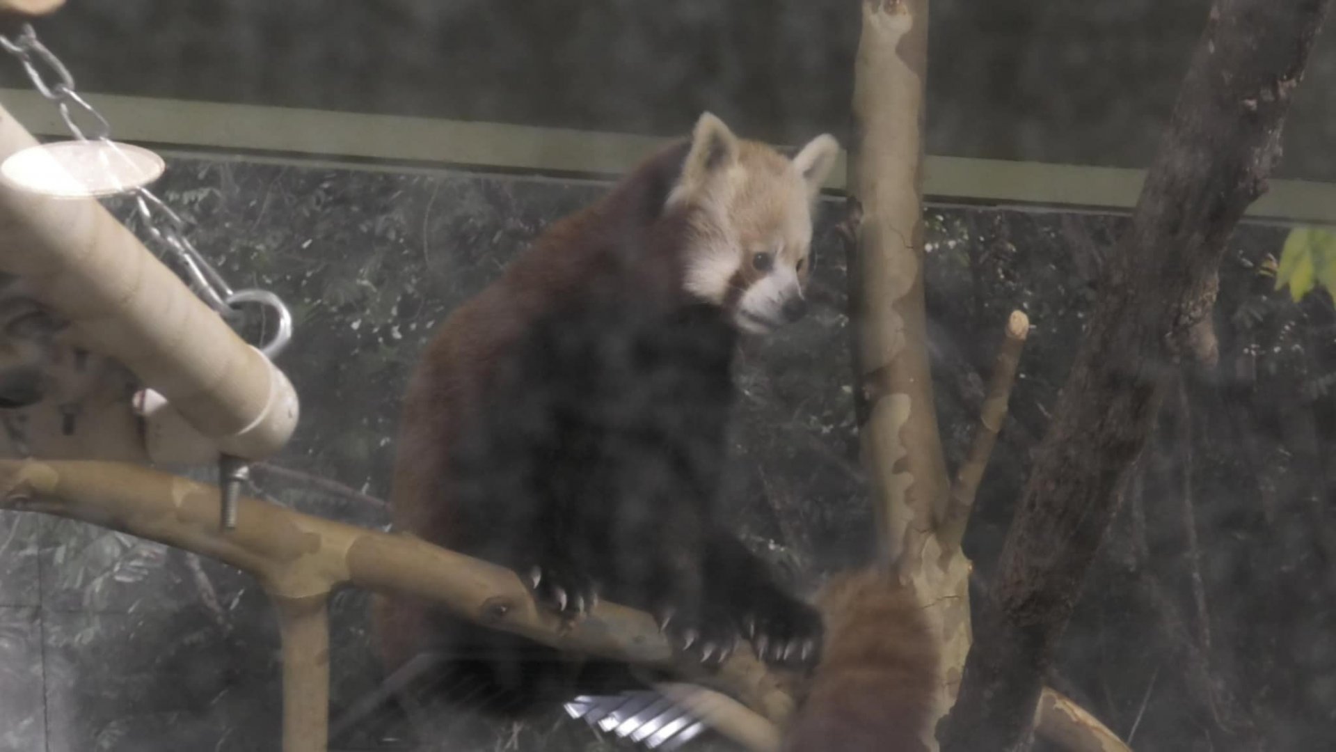 Red panda