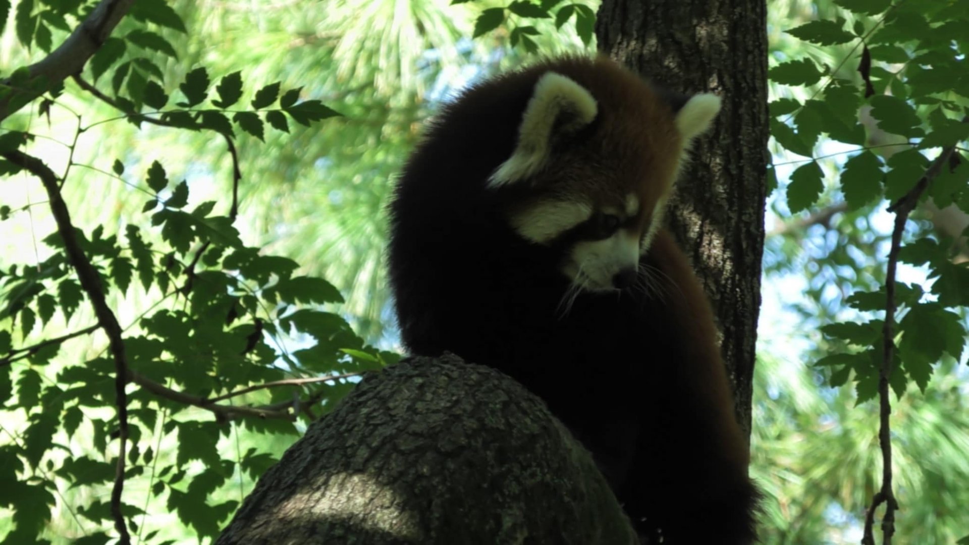 Red panda
