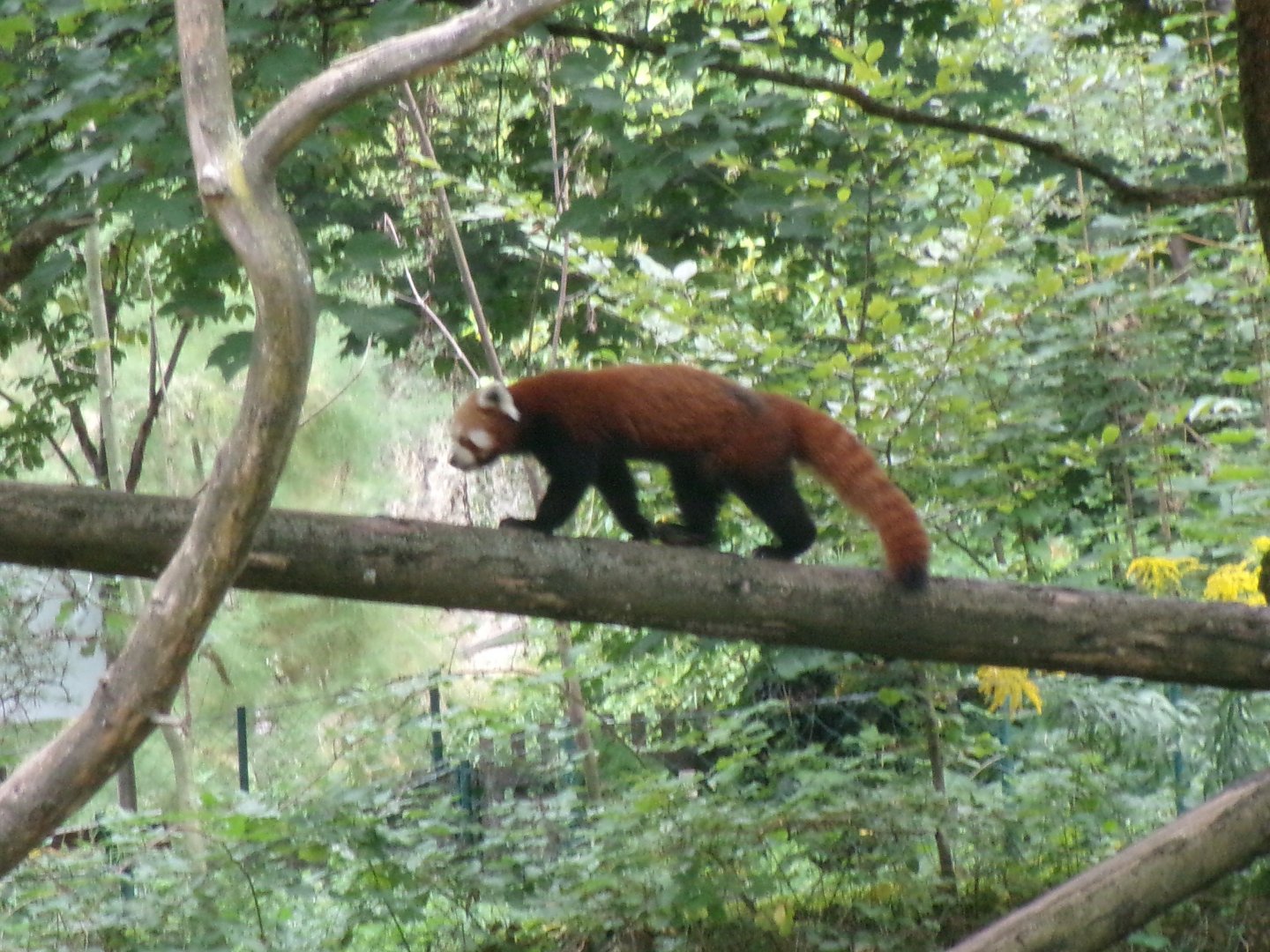 Red panda