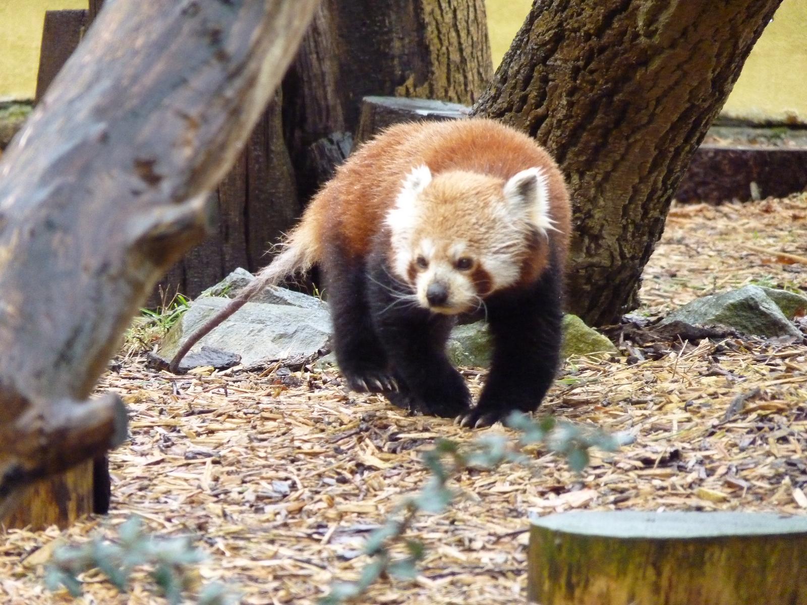 Red Panda