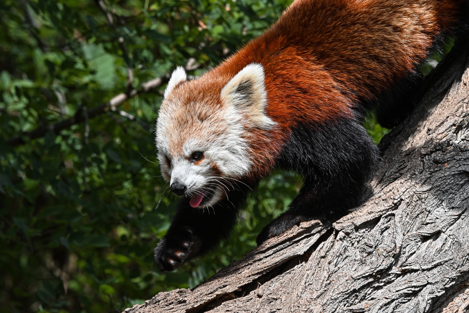 Red panda