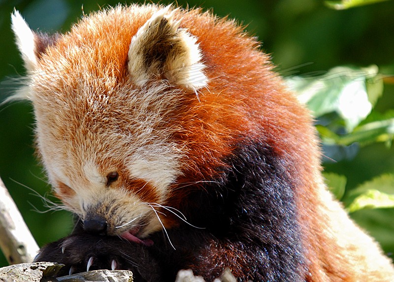 Red Panda