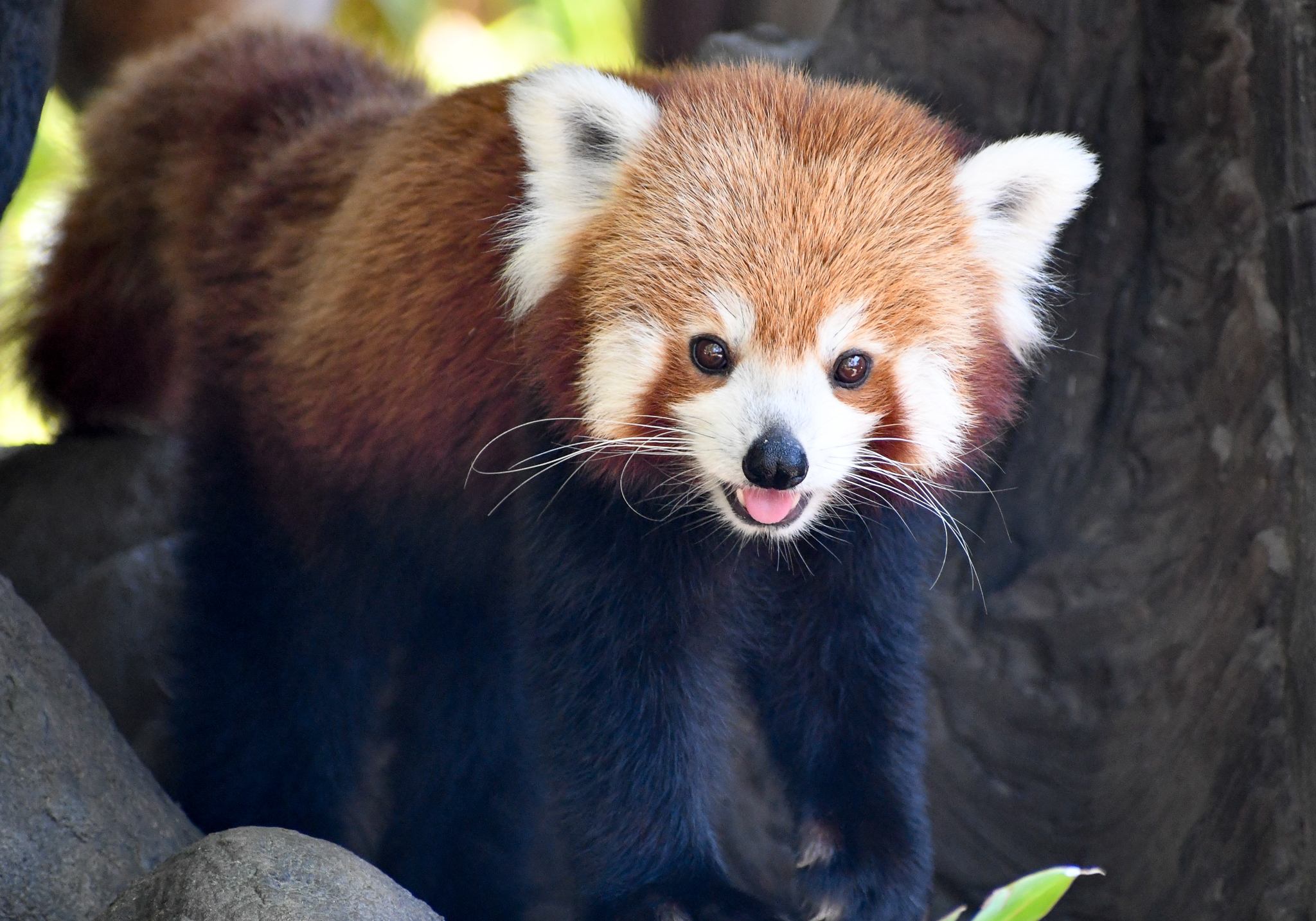 Red Panda