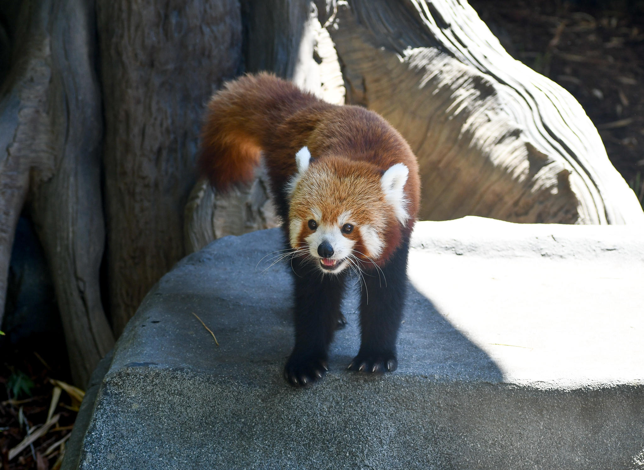 Red Panda