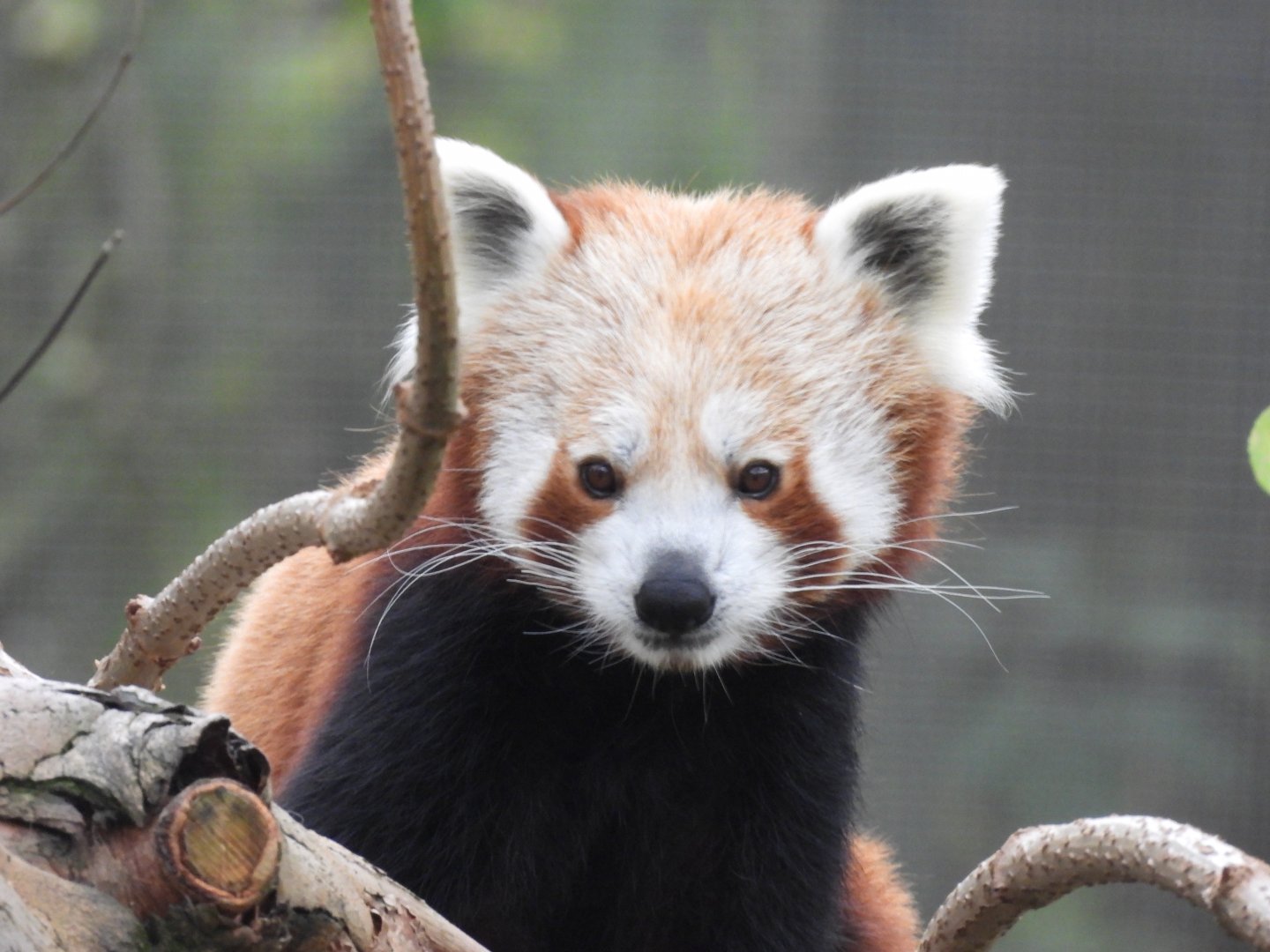 Red Panda