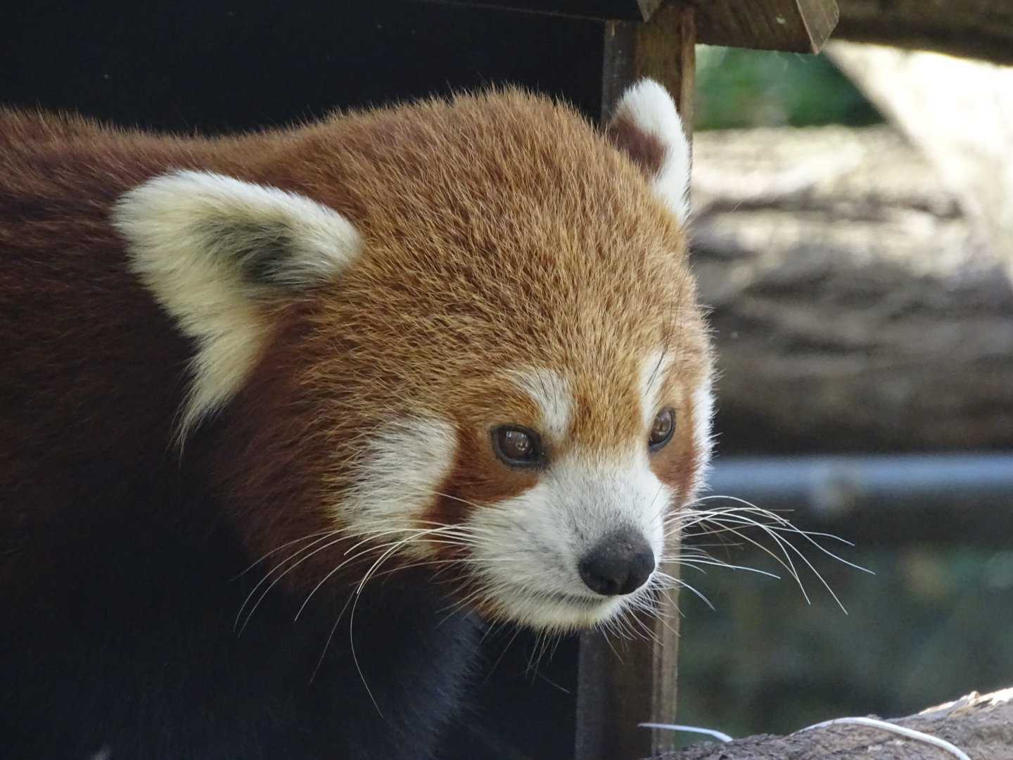 Red panda