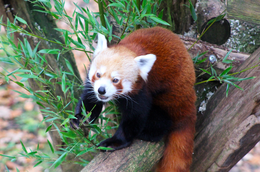 Red Panda