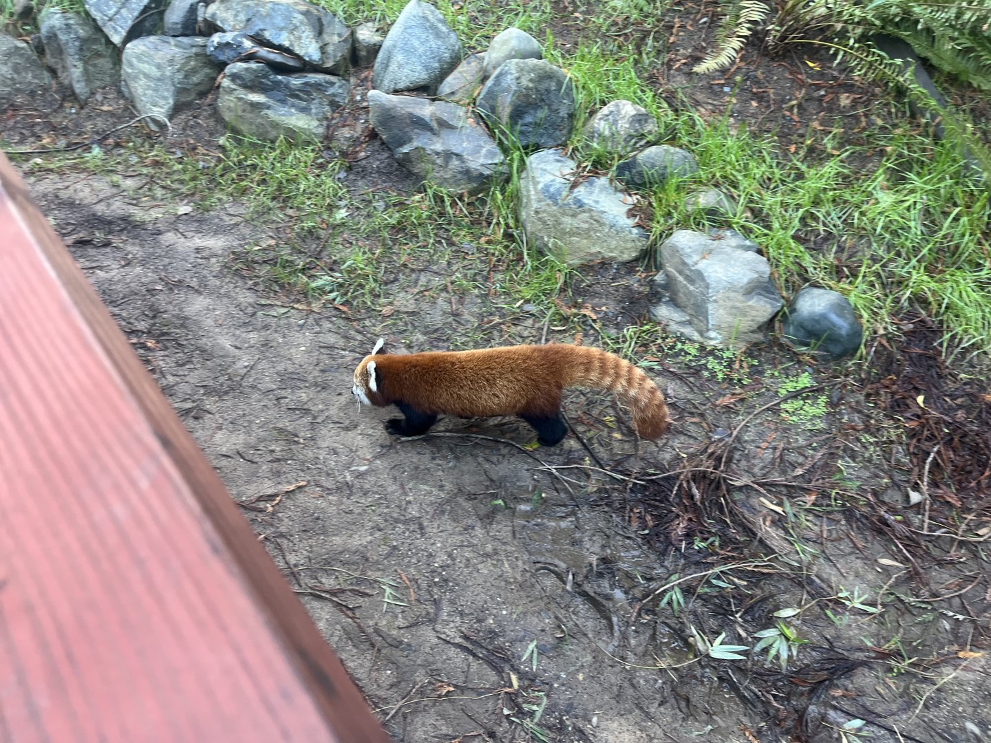 Red Panda