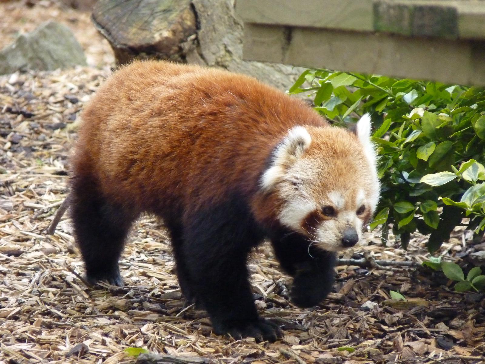 Red Panda