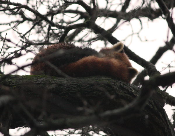 Red Panda