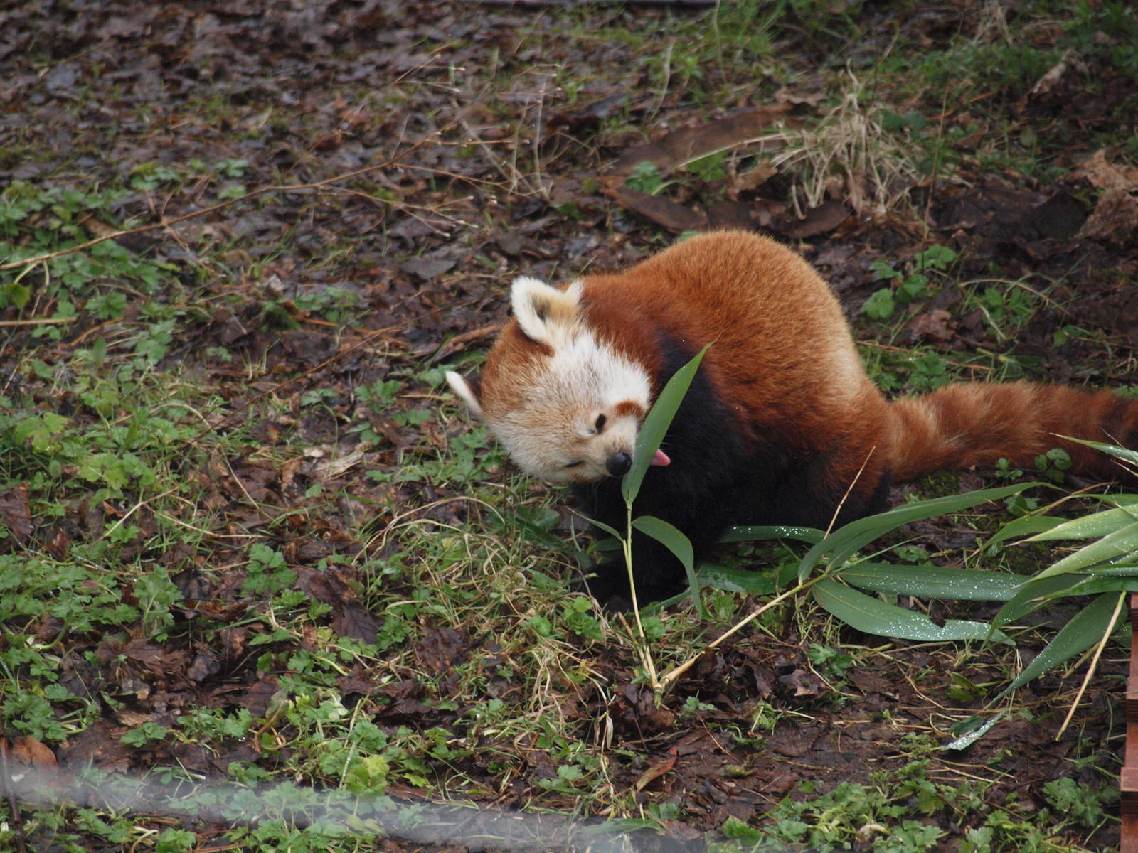 Red Panda