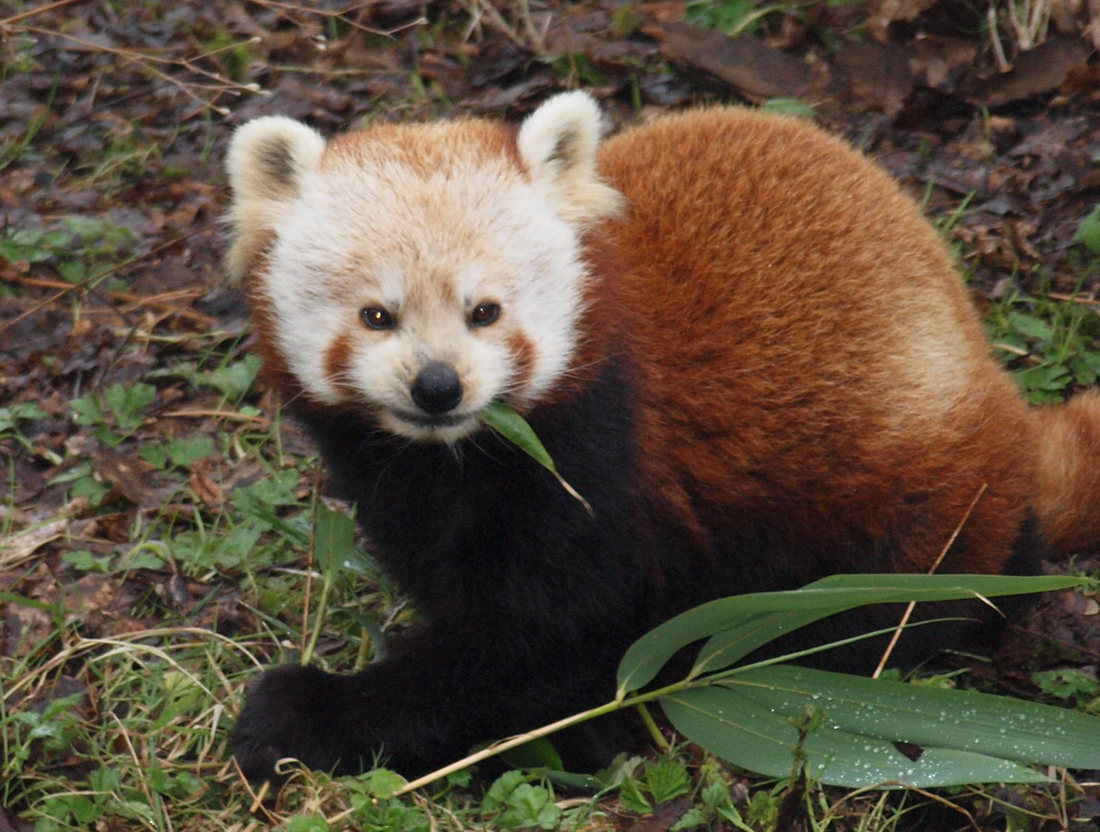 Red Panda