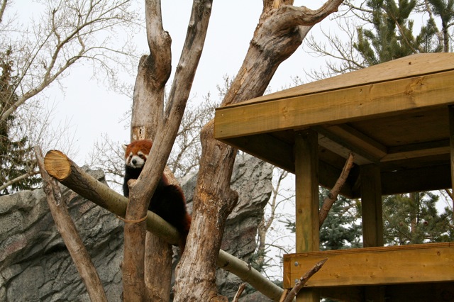 Red Panda