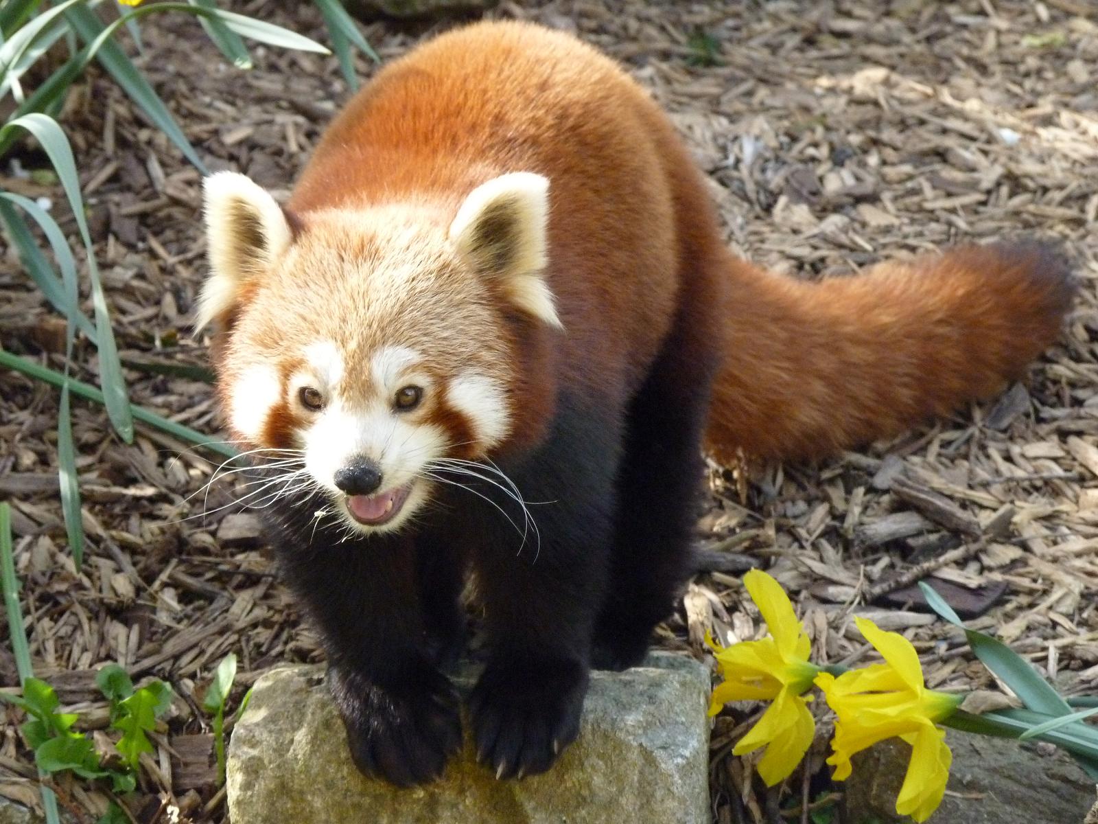 Red Panda