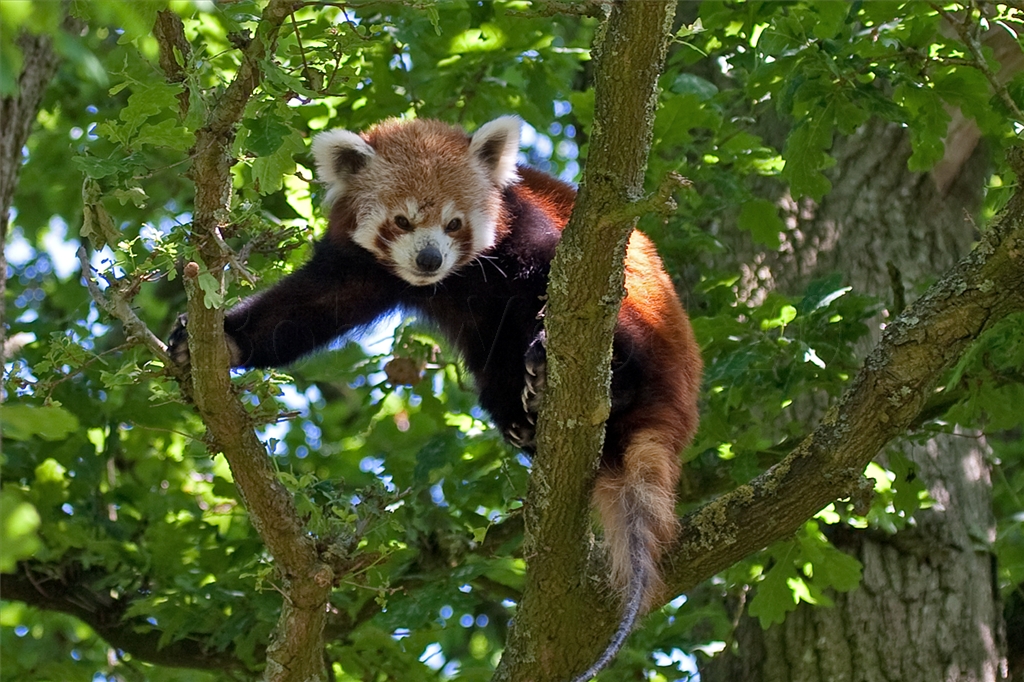 Red Panda