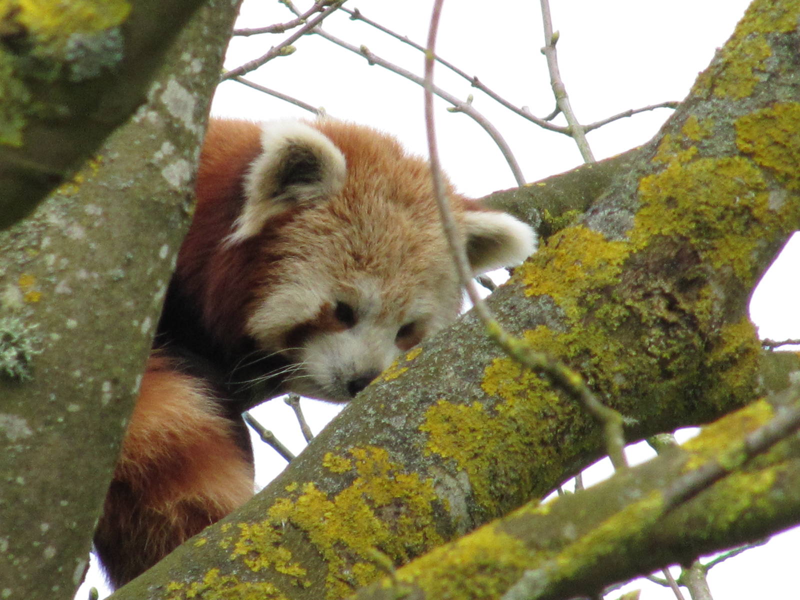 Red Panda