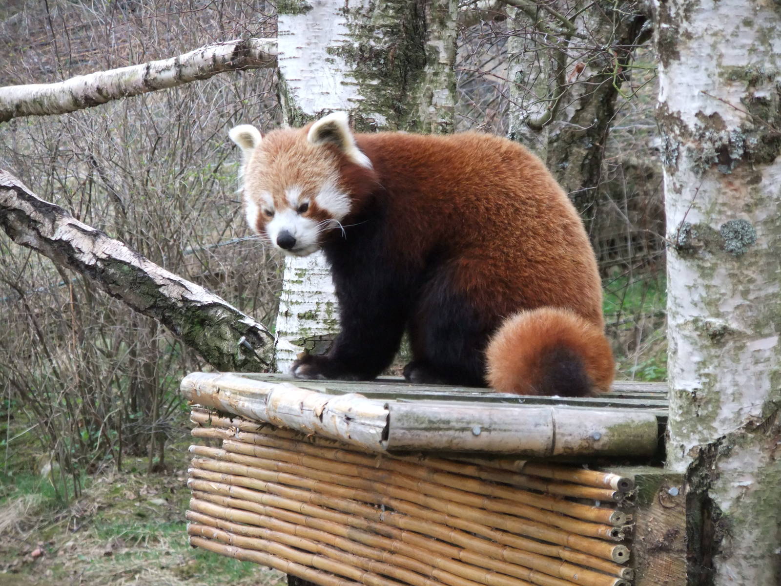 Red panda