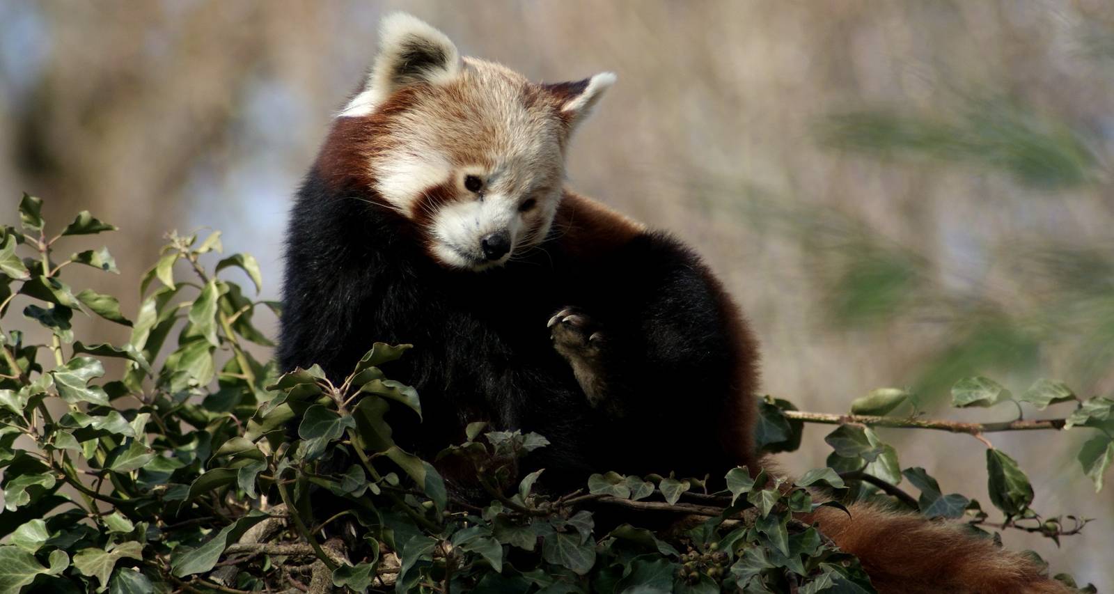 Red Panda