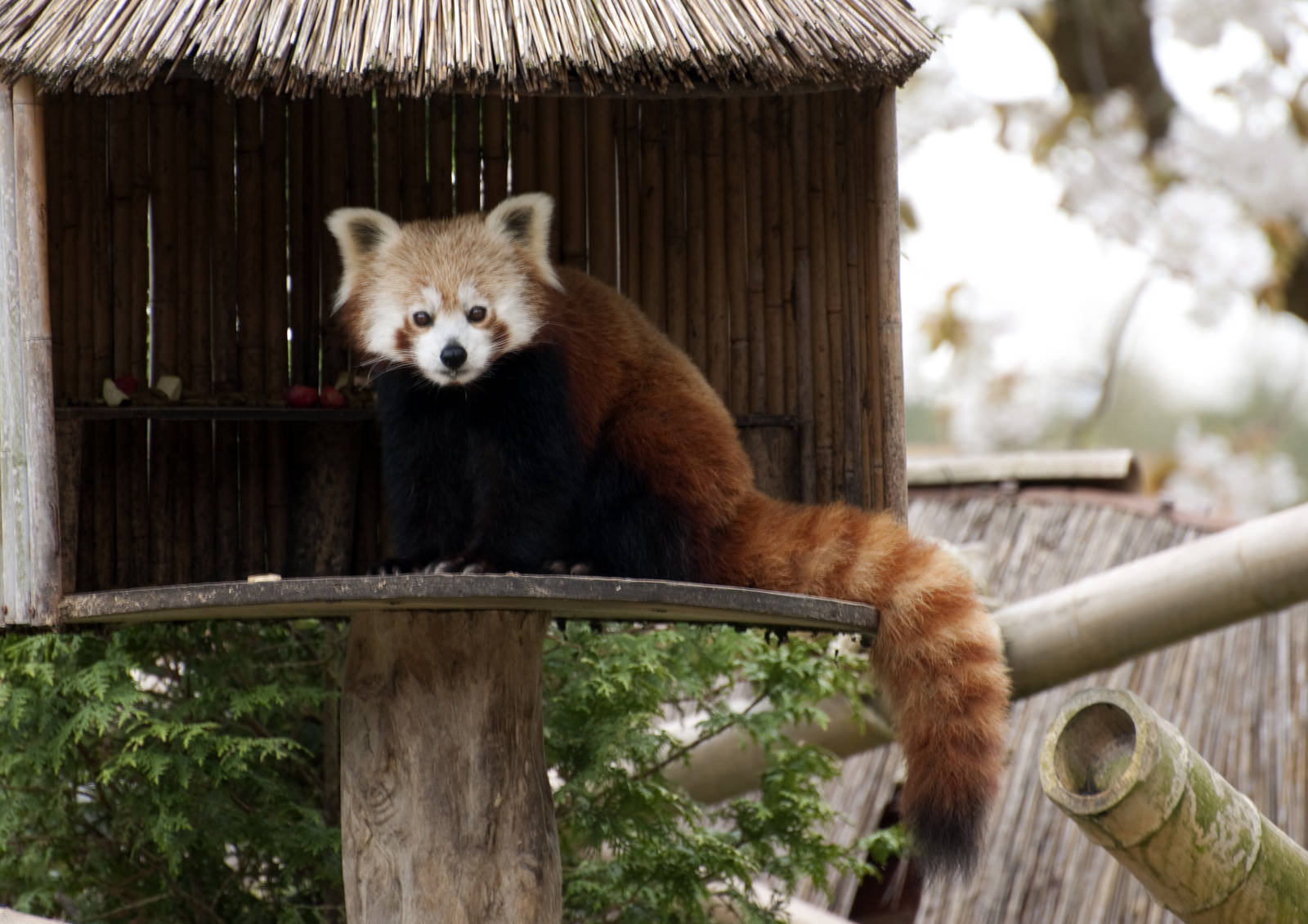 red panda