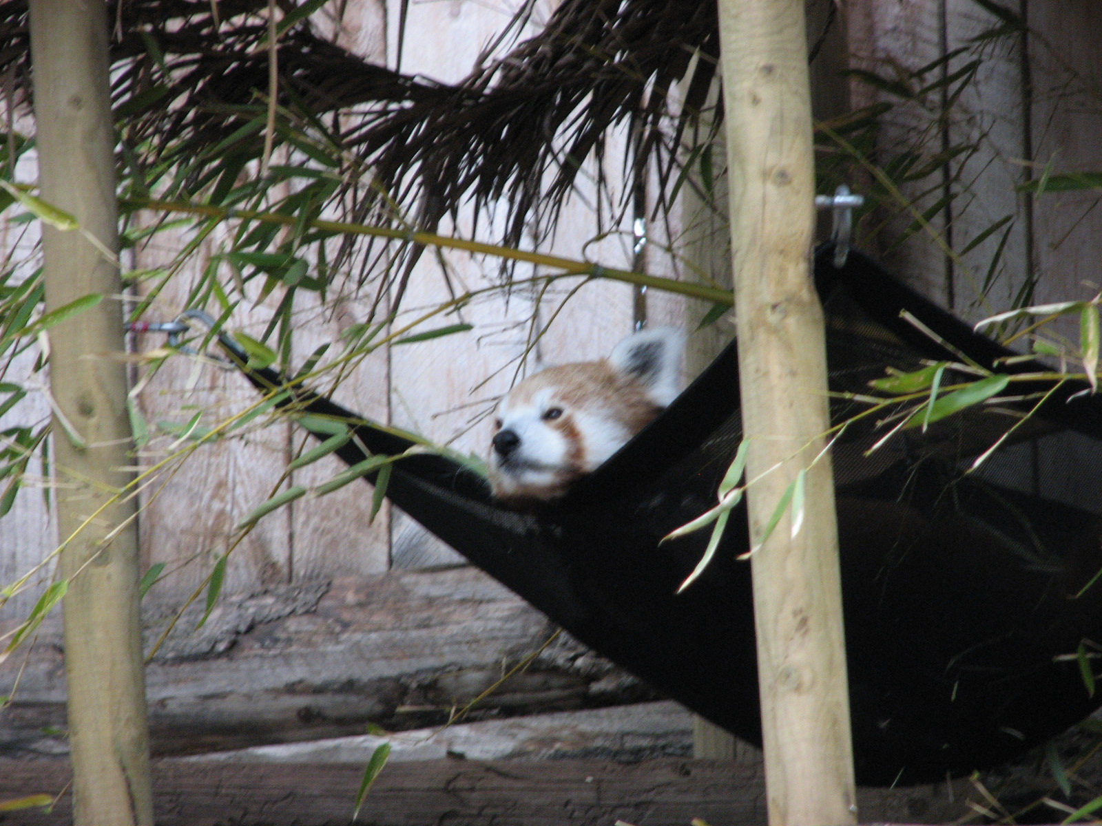 Red Panda