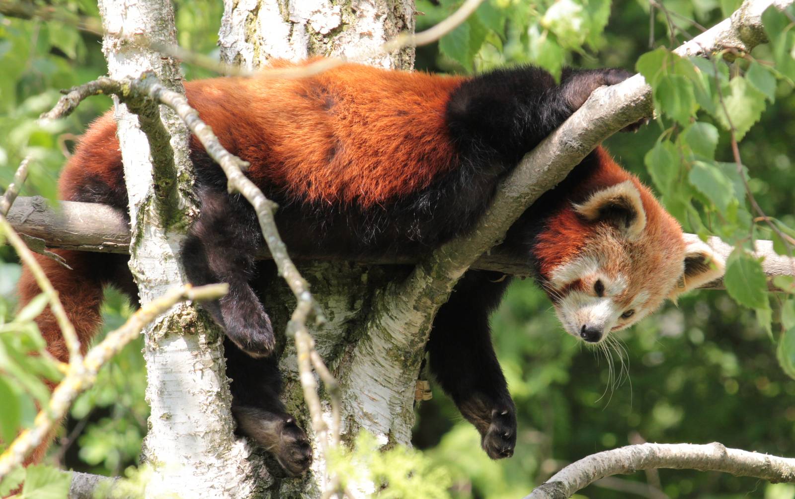 Red Panda