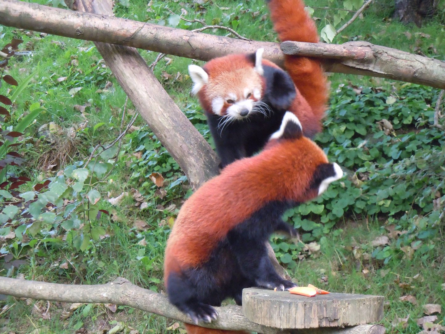 Red pandas 070920