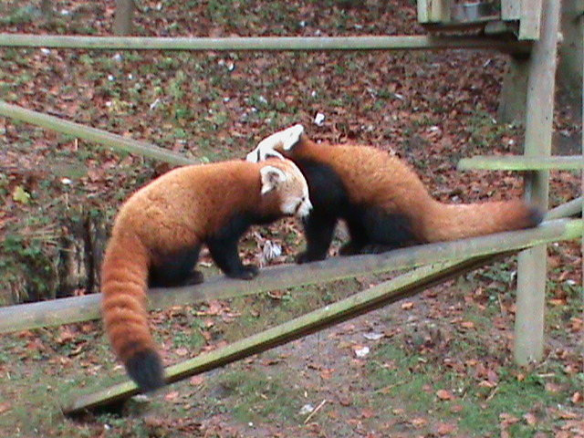 Red pandas 121210