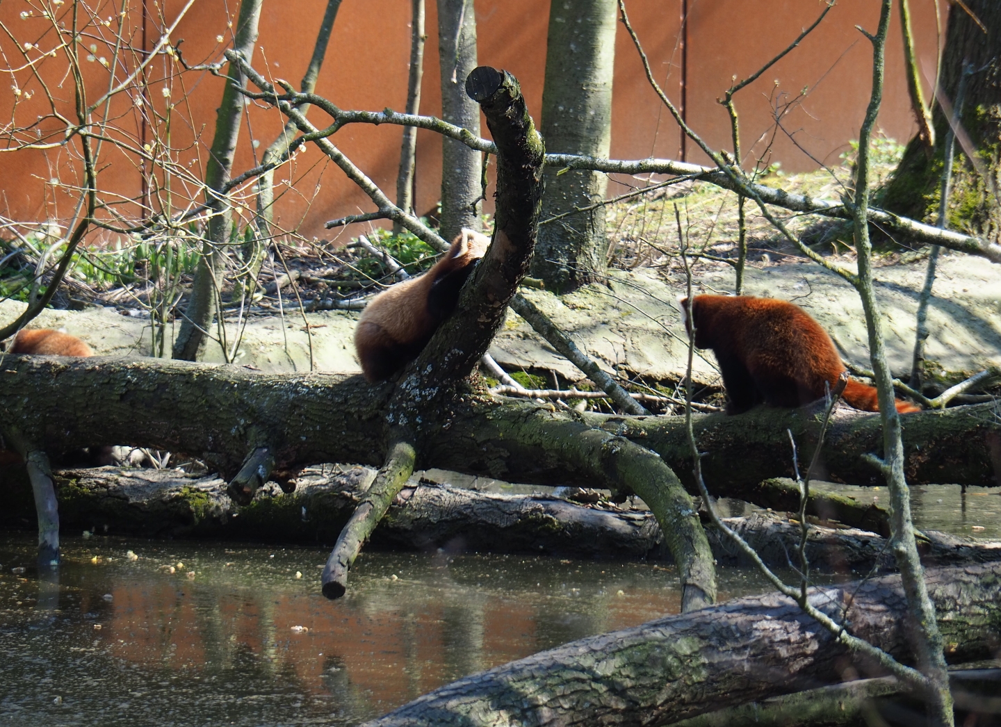 Red pandas (Ailurus fulgens) on logs by pool, 2019-03-30