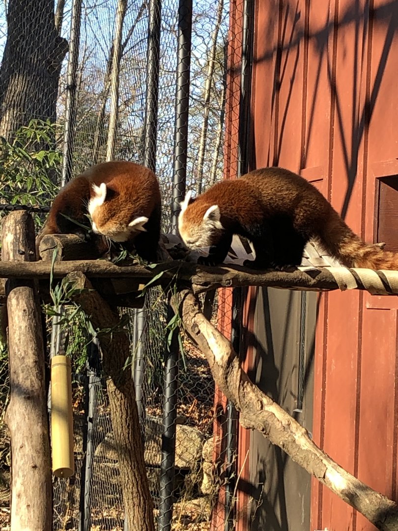 Red Pandas at Beardsley Zoo