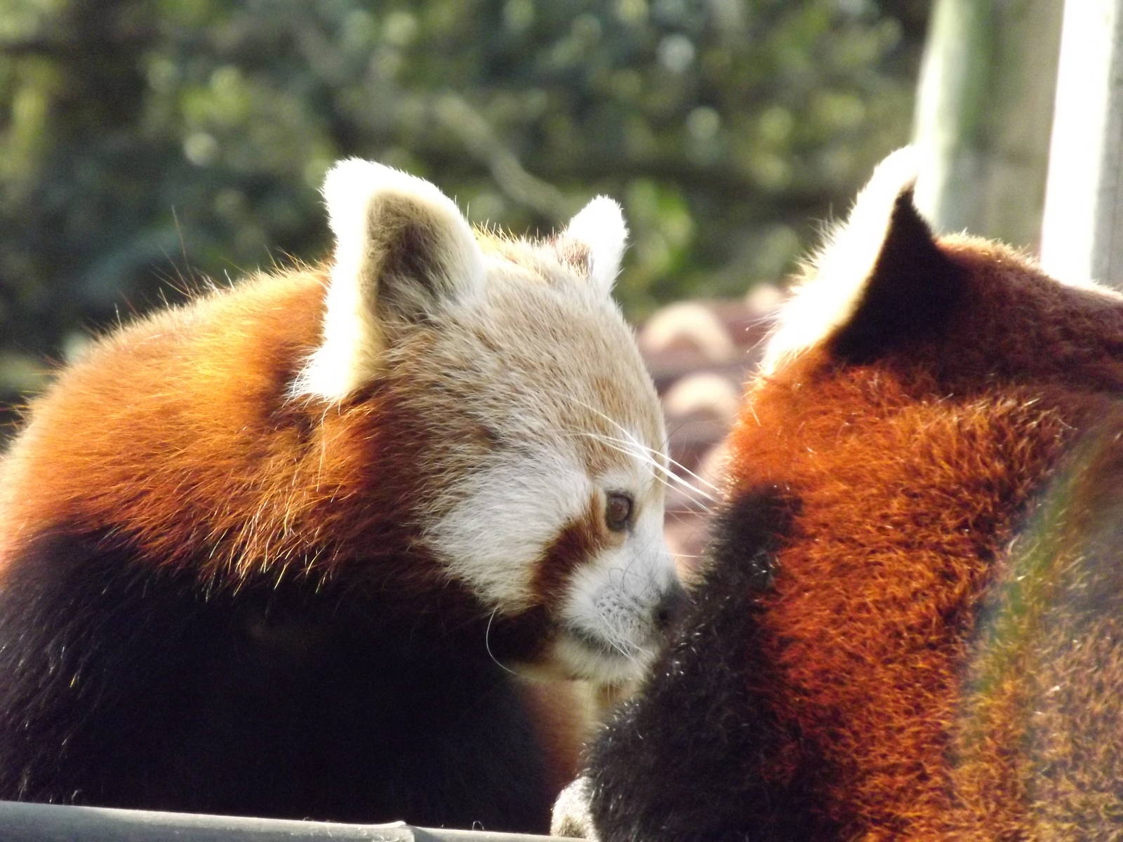 Red pandas at Blackpool Zoo 15/01/12